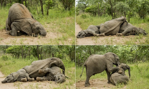 Gajah Mabuk Lantaran Makan Buah Marula